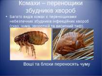 Комахи – перенощики збудників хвороб Багато видів комах є перенощиками небезп...