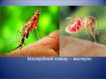 Малярійний комар – малярію