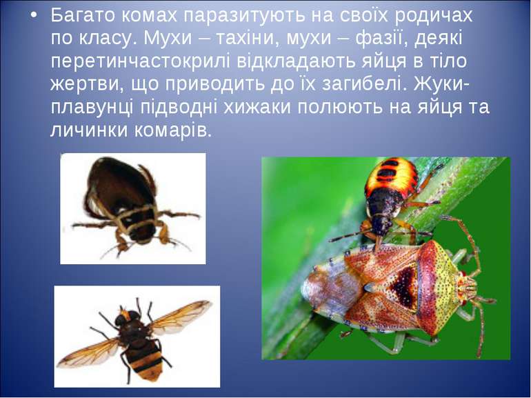 Багато комах паразитують на своїх родичах по класу. Мухи – тахіни, мухи – фаз...