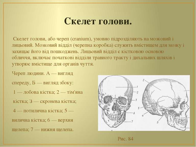 Скелет голови. Скелет голови, або череп (cranium), умовно підрозділяють на мо...
