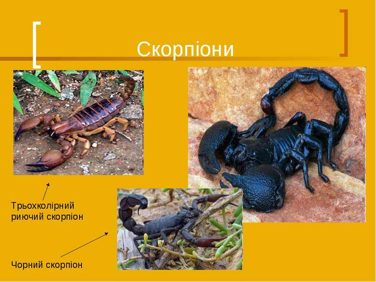 Скорпіони Трьохколірний риючий скорпіон Чорний скорпіон