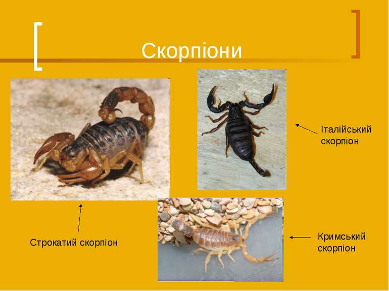 Скорпіони Кримський скорпіон Строкатий скорпіон Італійський скорпіон
