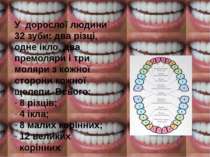 У дорослої людини 32 зуби: два різці, одне ікло, два премоляри і три моляри з...