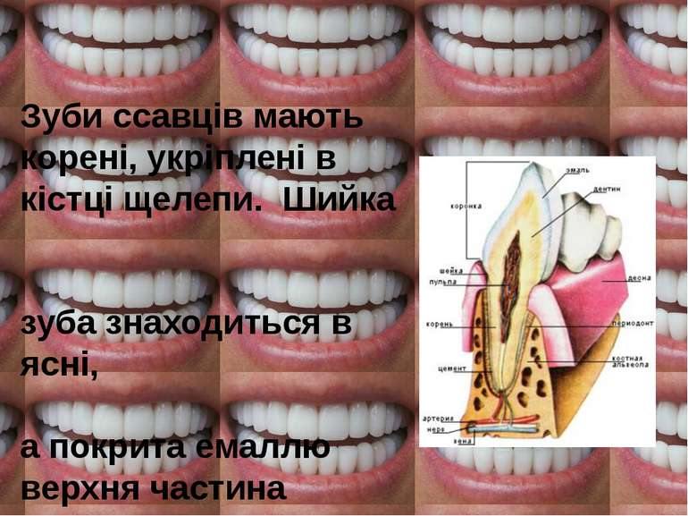 Зуби ссавців мають корені, укріплені в кістці щелепи. Шийка зуба знаходиться ...