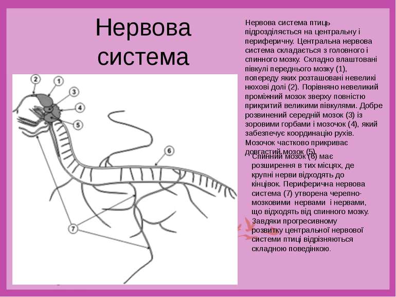 Нервова система