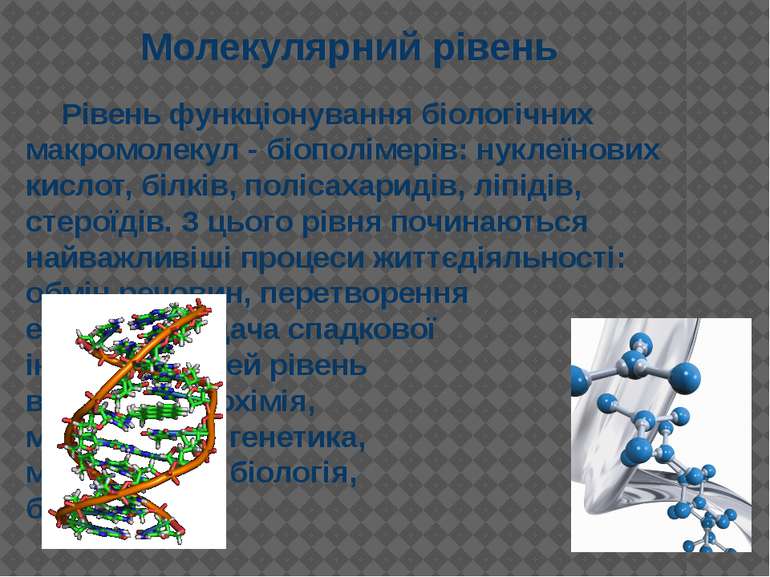 Рівень функціонування біологічних макромолекул - біополімерів: нуклеїнових ки...