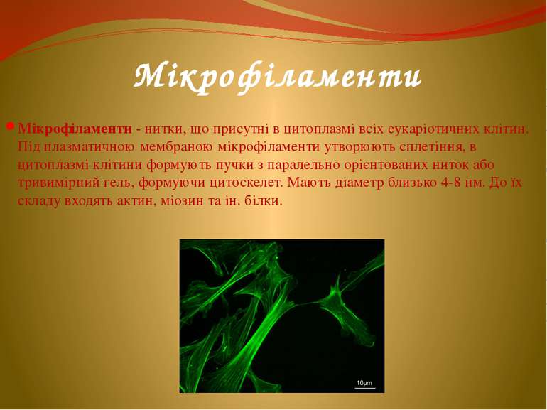 Мікрофіламенти Мікрофіламенти - нитки, що присутні в цитоплазмі всіх еукаріот...
