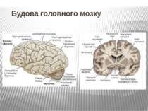 Будова головного мозку