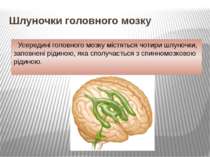 Шлуночки головного мозку Усередині головного мозку містяться чотири шлуночки,...