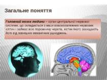 Загальне поняття Головний мозок людини – орган центральної нервової системи, ...