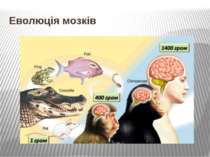 Еволюція мозків