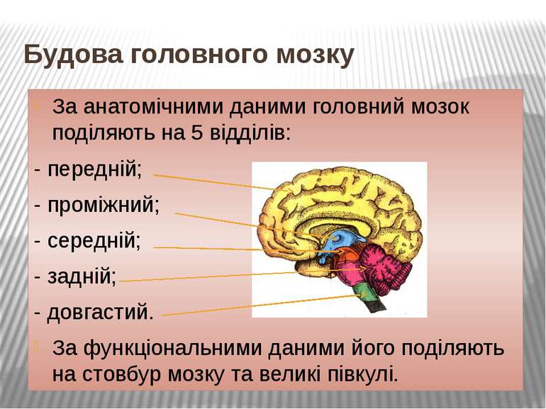 Будова головного мозку За анатомічними даними головний мозок поділяють на 5 в...