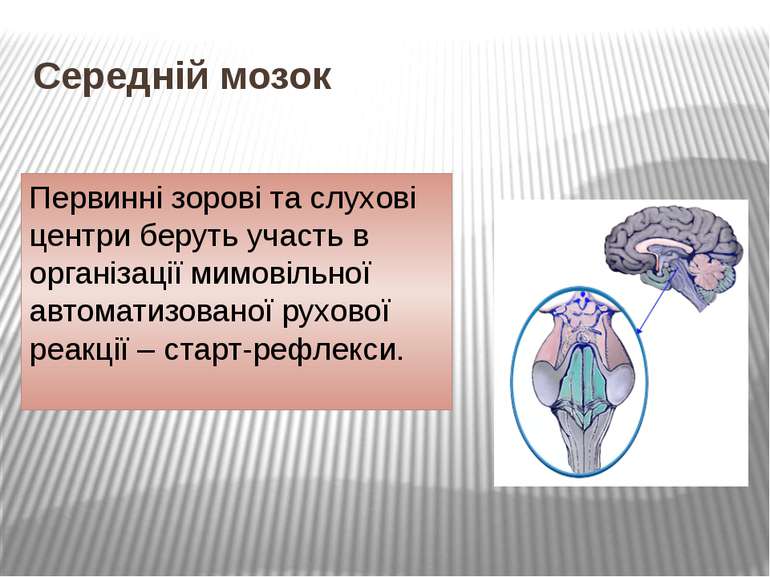Середній мозок Первинні зорові та слухові центри беруть участь в організації ...