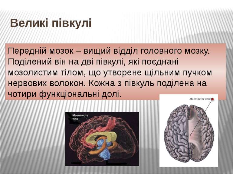 Великі півкулі Передній мозок – вищий відділ головного мозку. Поділений він н...