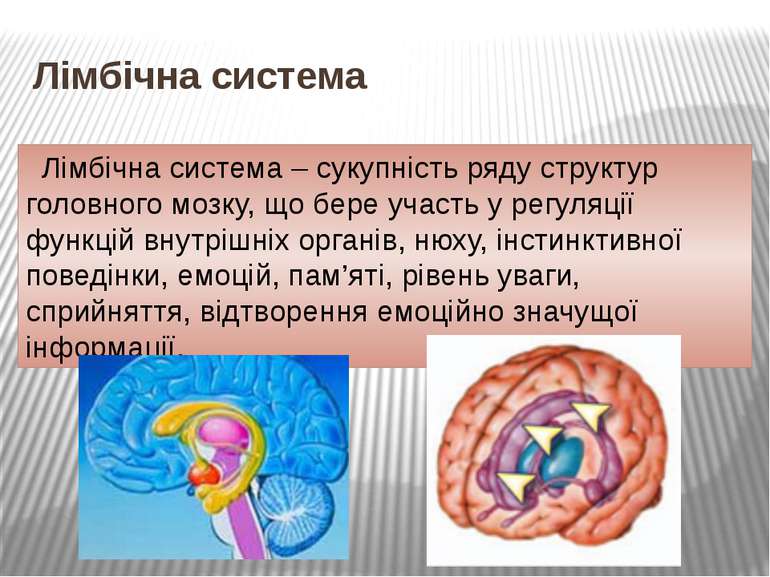 Лімбічна система Лімбічна система – сукупність ряду структур головного мозку,...