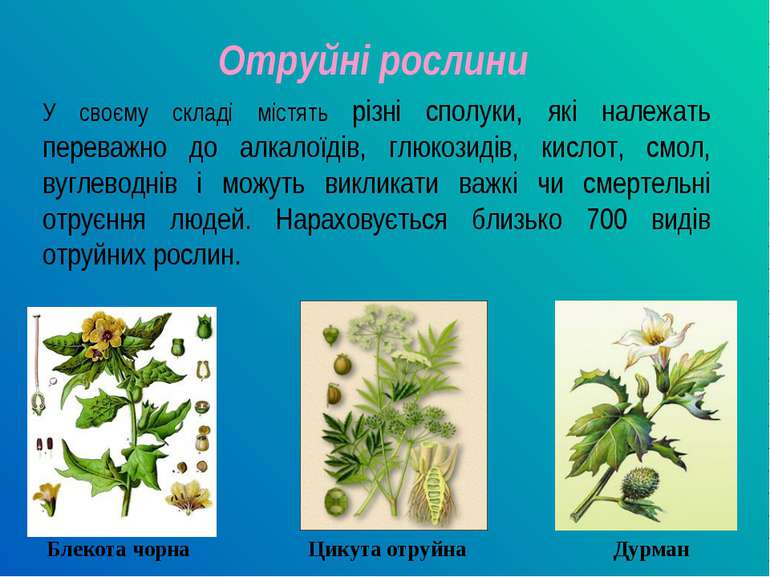 Отруйні рослини У своєму складі містять різні сполуки, які належать переважно...