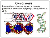 В основі онтогенезу лежить процес реалізації генетичної інформації, закодован...