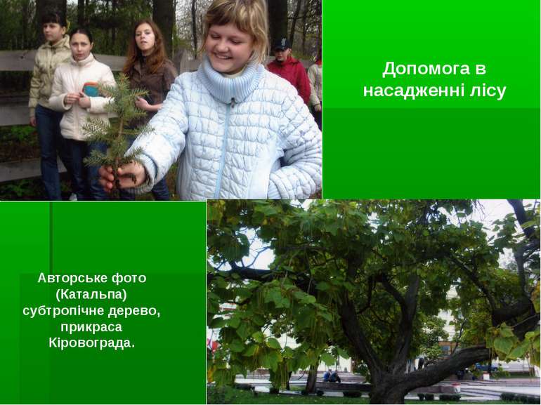 Допомога в насадженні лісу Авторське фото (Катальпа) субтропічне дерево, прик...