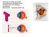 Оптичну систему ока можна розглядати як збиральну лінзу. Головну роль тут від...