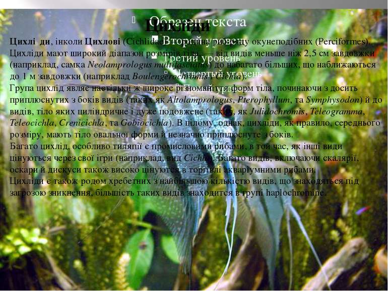 Цихліди Цихліди Цихлі ди, інколи Цихлові (Cichlidae) — родина риб ряду окунеп...