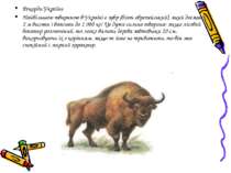 Рекорди України Найбільшою твариною в Україні є зубр (бізон європейський), як...