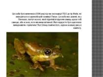 Ця жаба була виявлена в 2008 році під час експедиції ПБО до гір Фойя, які зна...