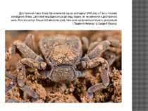 Доісторичний павук Атева був виявлений під час експедиції 2006 року в Гані в ...