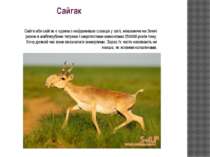 Сайгак Сайга або сайгак є одним з найдавніших ссавців у світі, мешкаючи на Зе...