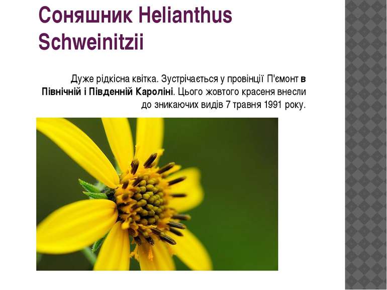 Соняшник Helianthus Schweinitzii Дуже рідкісна квітка. Зустрічається у провін...