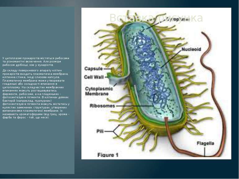 У цитоплазмі прокаріотів містяться рибосоми та різноманітні включення. Але ро...
