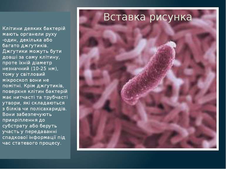 Клітини деяких бактерій мають органели руху -один, декілька або багато джгути...
