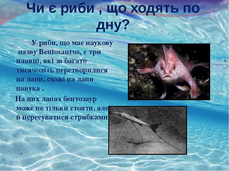 Чи є риби , що ходять по дну? , У риби, що має наукову назву Bentosaurus, є т...