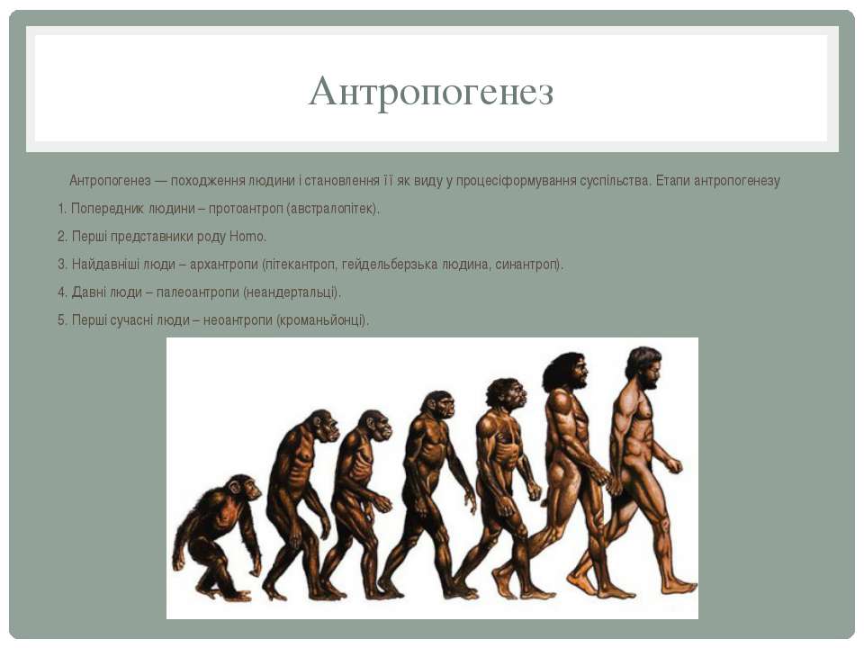 Конспект урока становление человека. Антропогенез. Антропогенез человека. Этапы антропогенеза. Антропогенез это в биологии.