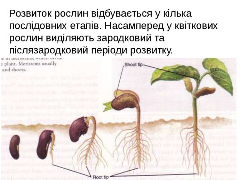 Розвиток рослин відбувається у кілька послідовних етапів. Насамперед у квітко...