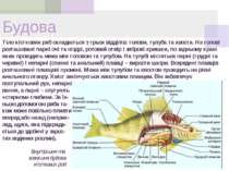 Будова Тіло кісткових риб складається з трьох відділів: голови, тулуба та хво...