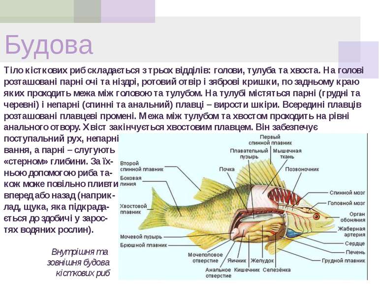Будова Тіло кісткових риб складається з трьох відділів: голови, тулуба та хво...