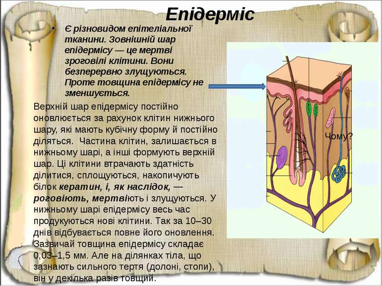 Епідерміс Є різновидом епітеліальної тканини. Зовнішній шар епідермісу — це м...