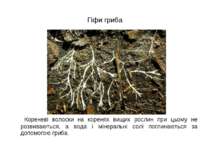 Гіфи гриба Кореневі волоски на коренях вищих рослин при цьому не розвиваються...