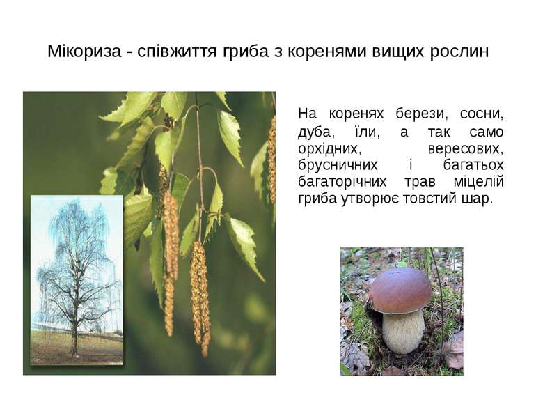 Мікориза - співжиття гриба з коренями вищих рослин На коренях берези, сосни, ...