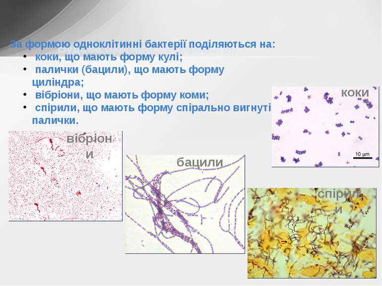 Будова бактерій (морфологія) За формою одноклітинні бактерії поділяються на: ...