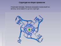 Структури на кінцях хромосом Структура теломер. Зеленим кольором позначений і...