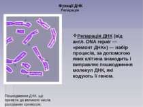 Функції ДНК Репарація Репарація ДНК (від англ. DNA repair — «ремонт ДНК») — н...