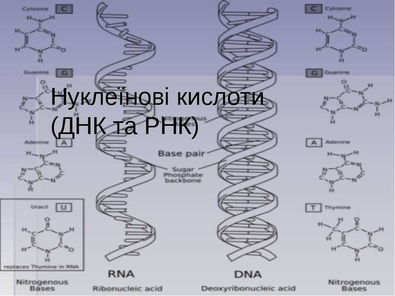 Нуклеїнові кислоти (ДНК та РНК)