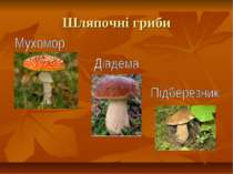 Шляпочні гриби