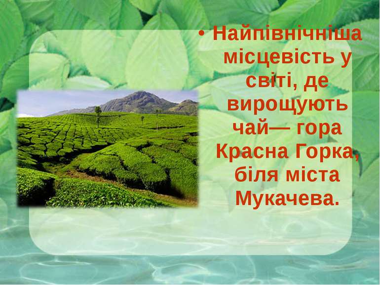 Найпівнічніша місцевість у світі, де вирощують чай— гора Красна Горка, біля м...