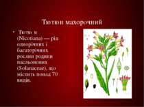 Тютюн махорочний Тютю н (Nicotiana) — рід однорічних і багаторічних рослин ро...