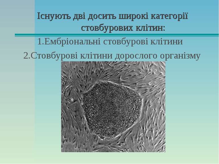 Існують дві досить широкі категорії стовбурових клітин: 1.Ембріональні стовбу...