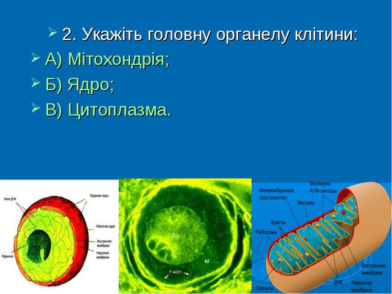 2. Укажіть головну органелу клітини: А) Мітохондрія; Б) Ядро; В) Цитоплазма.