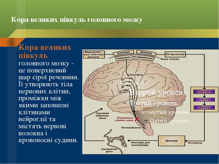 Кора великих півкуль головного мозку Кора великих півкуль головного мозку - ц...