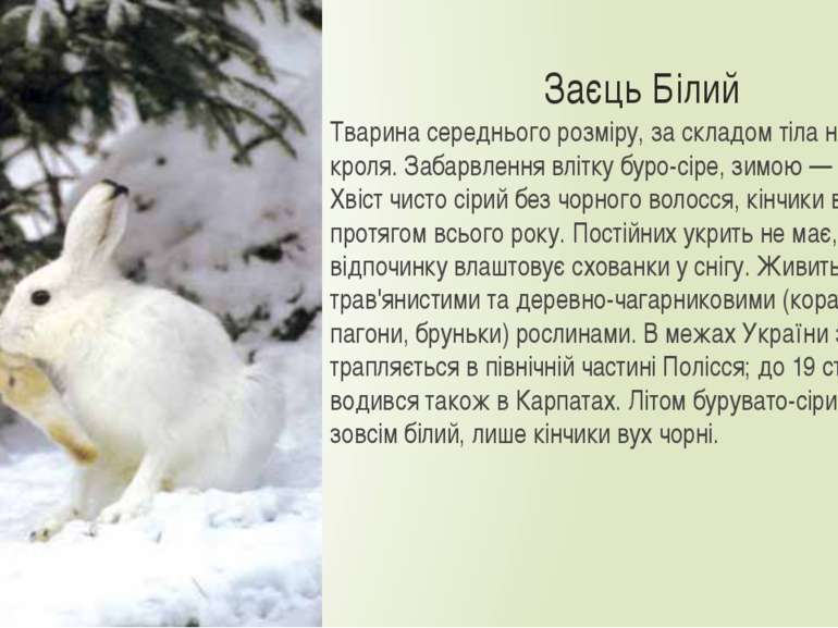 Заєць Білий Тварина середнього розміру, за складом тіла нагадує кроля. Забарв...